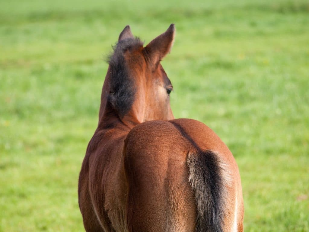 horse, foal, pasture