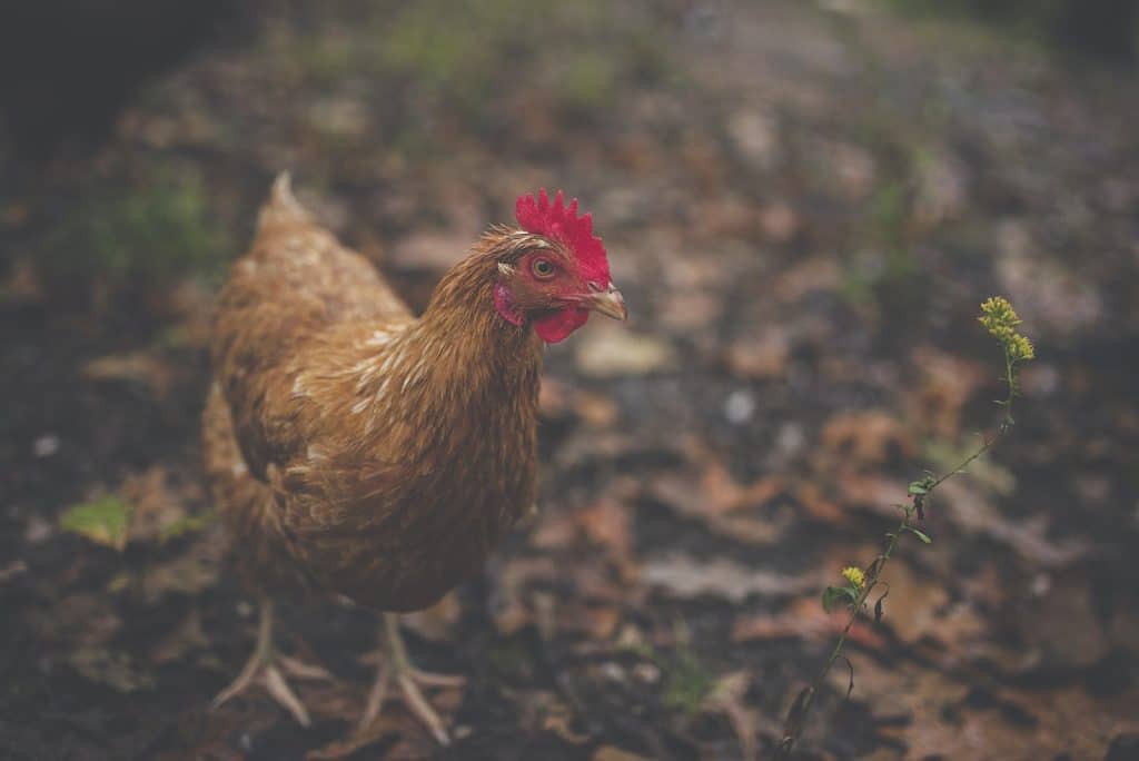 Brown Feathered Hen