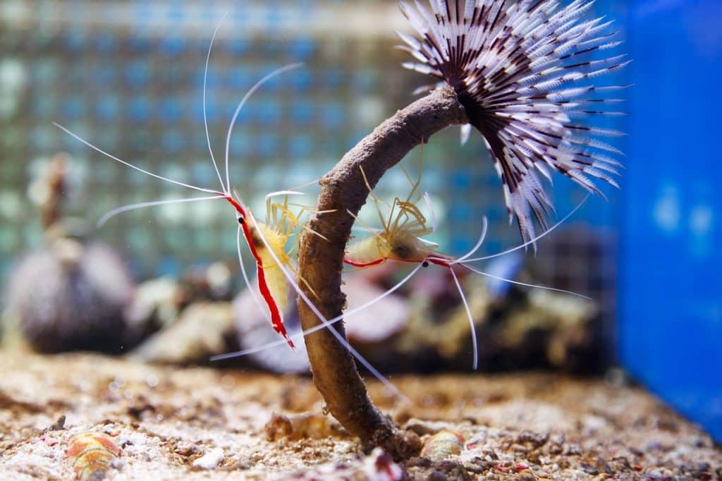 northern, cleaner, shrimp
