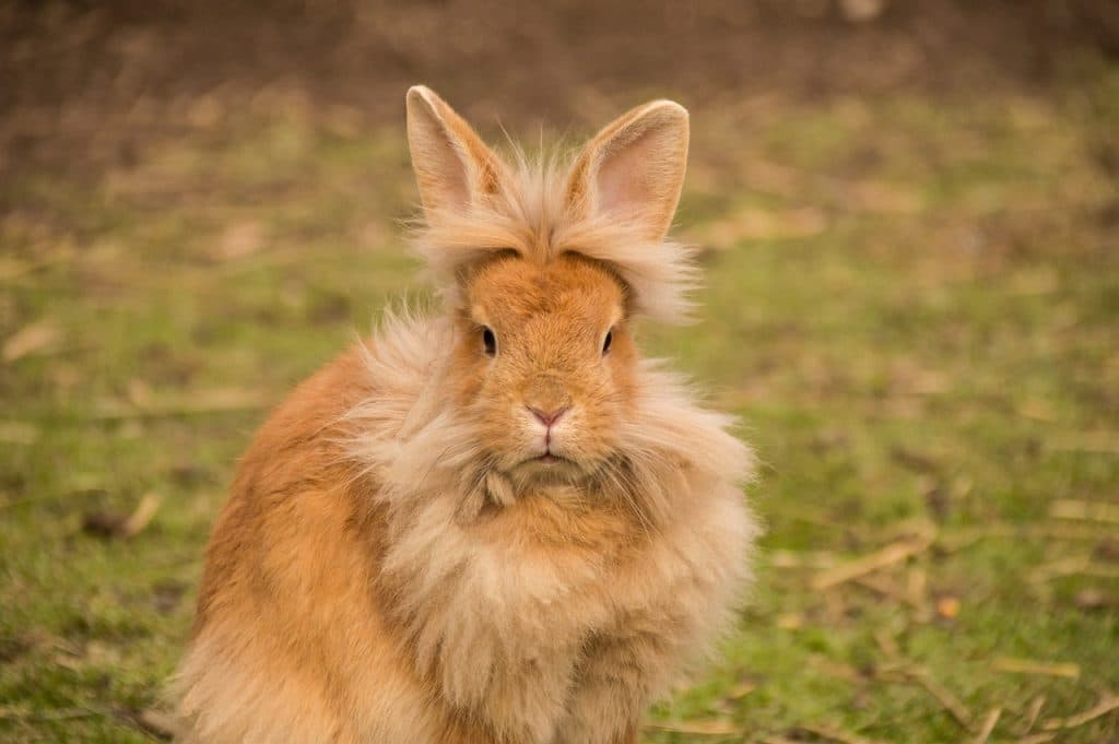 rabbit, rabbits, lion head