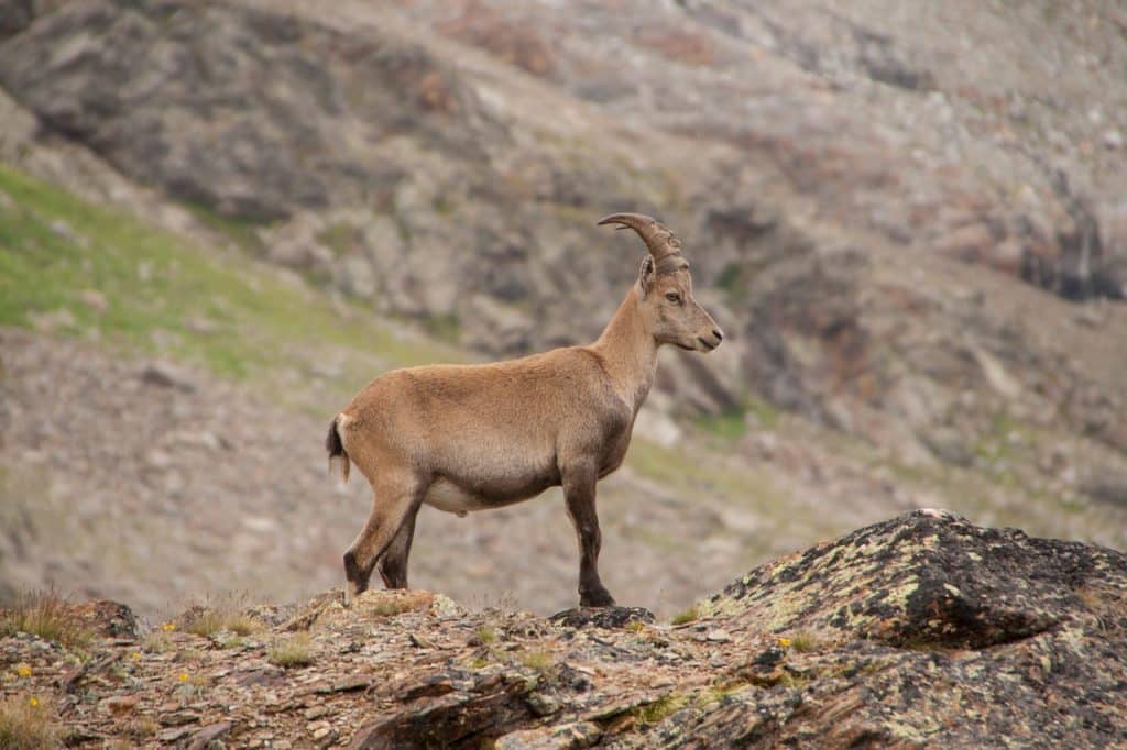 stone geiss, alpine, wild animal