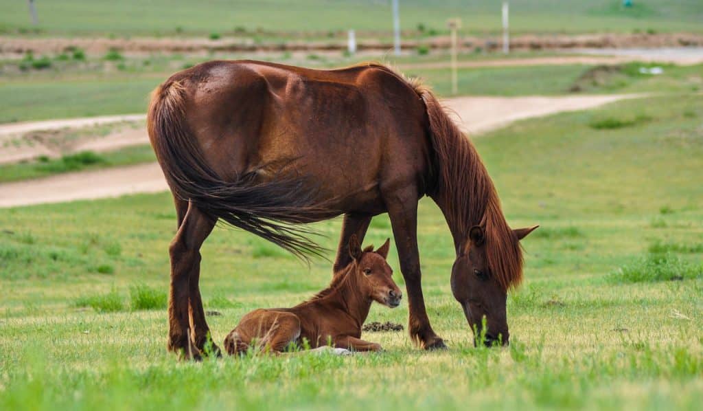 horses, mare, foal