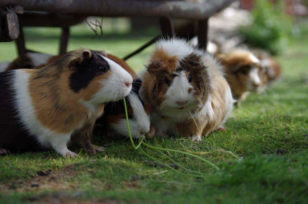 guinea pig, the animal, hamster