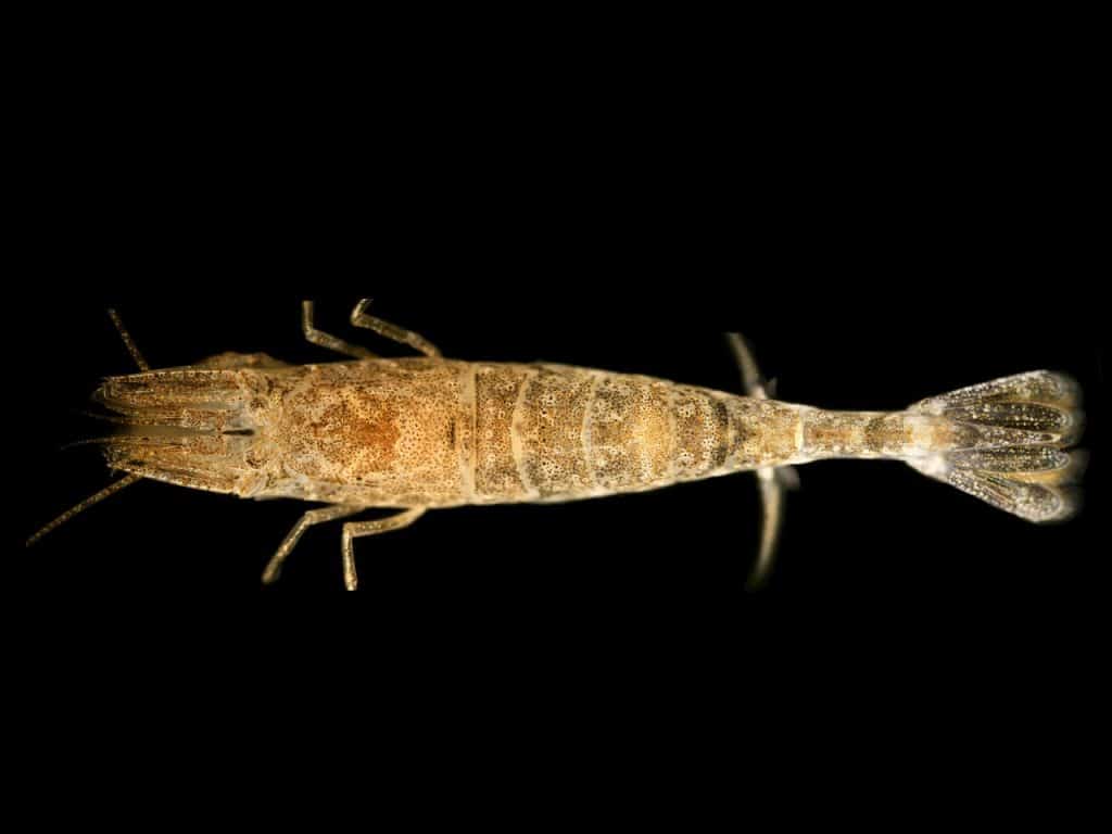 shrimp, black photo, closeup