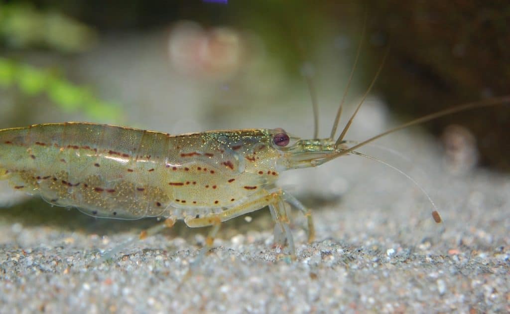 aquarium inhabitants, amano, shrimp