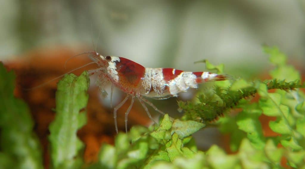 shrimp, dwarf shrimp, aquatic life