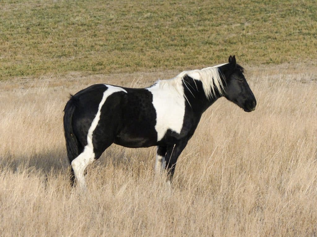 quarter horse, horse, painted horse