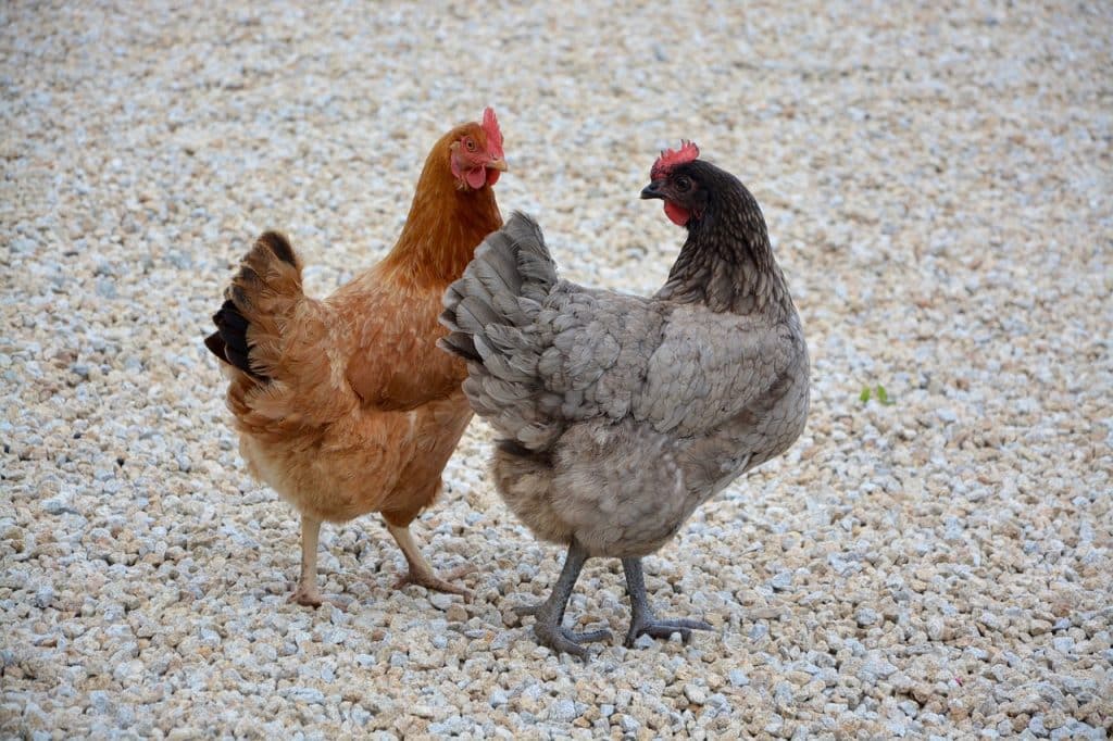 hens, chicken, laying hens