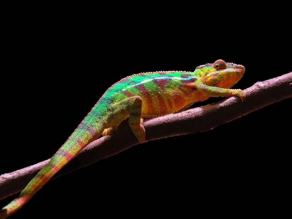 animal, chameleon, multicoloured