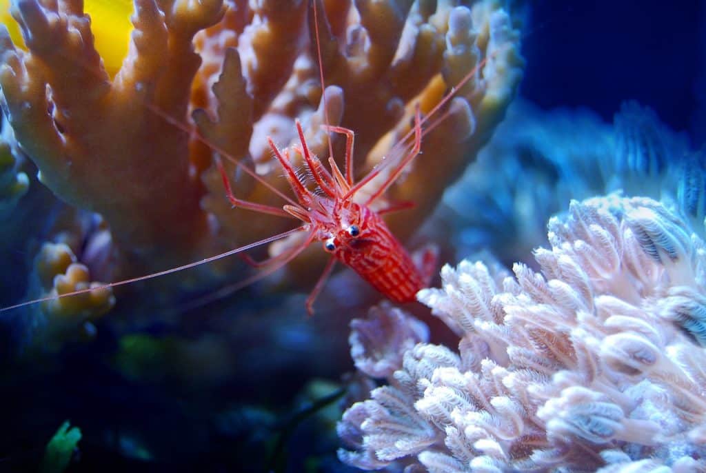 coral, reef, sea