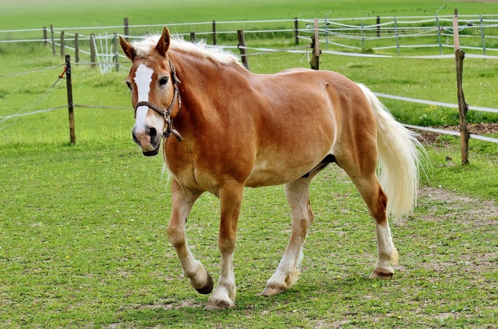 haflinger, horse, mane