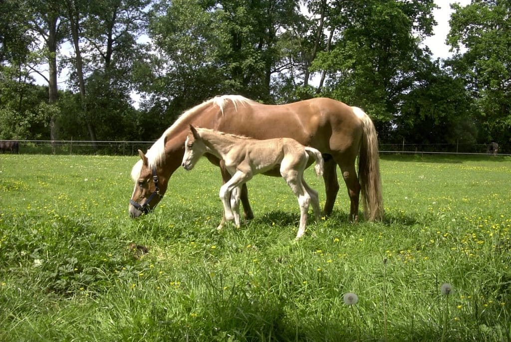 haflinger, foal, mare