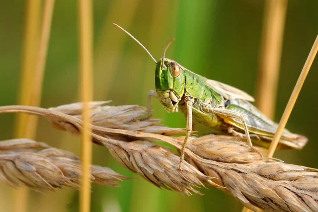 Green Grasshopper on Wheat
