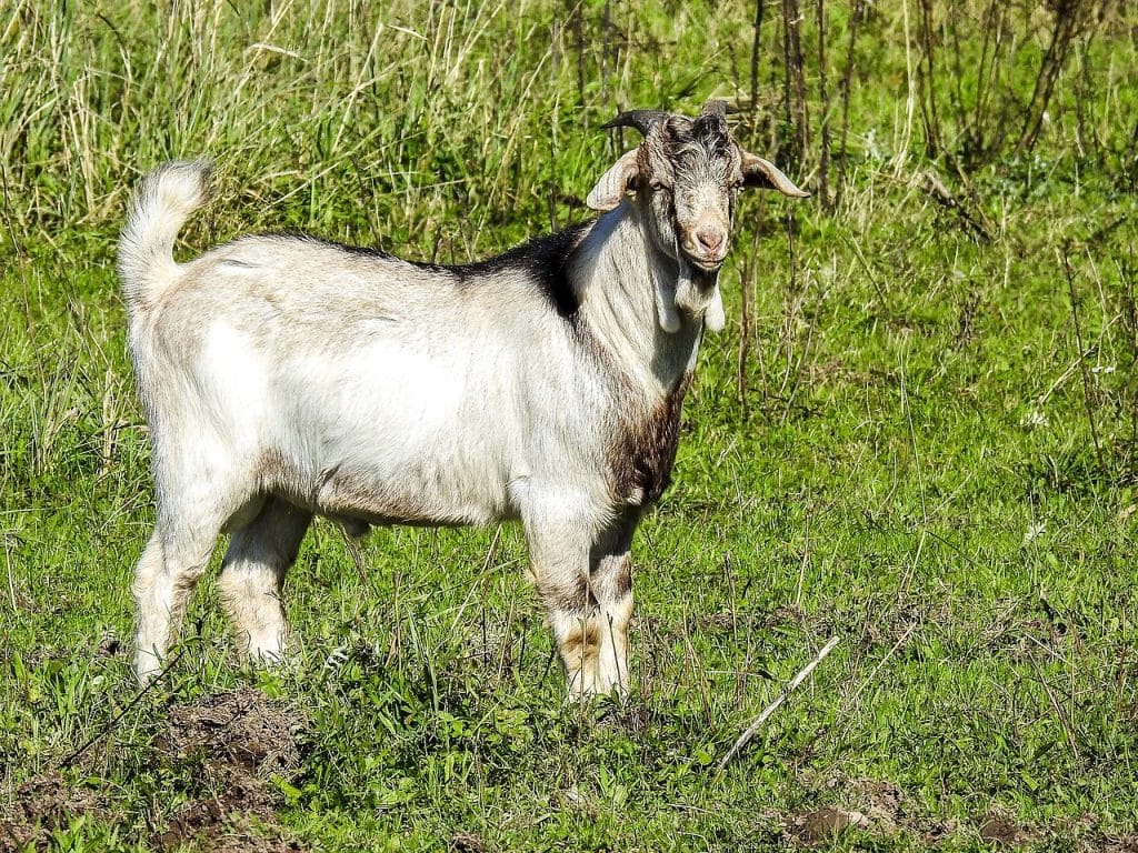 goat, boer goat, weidetier