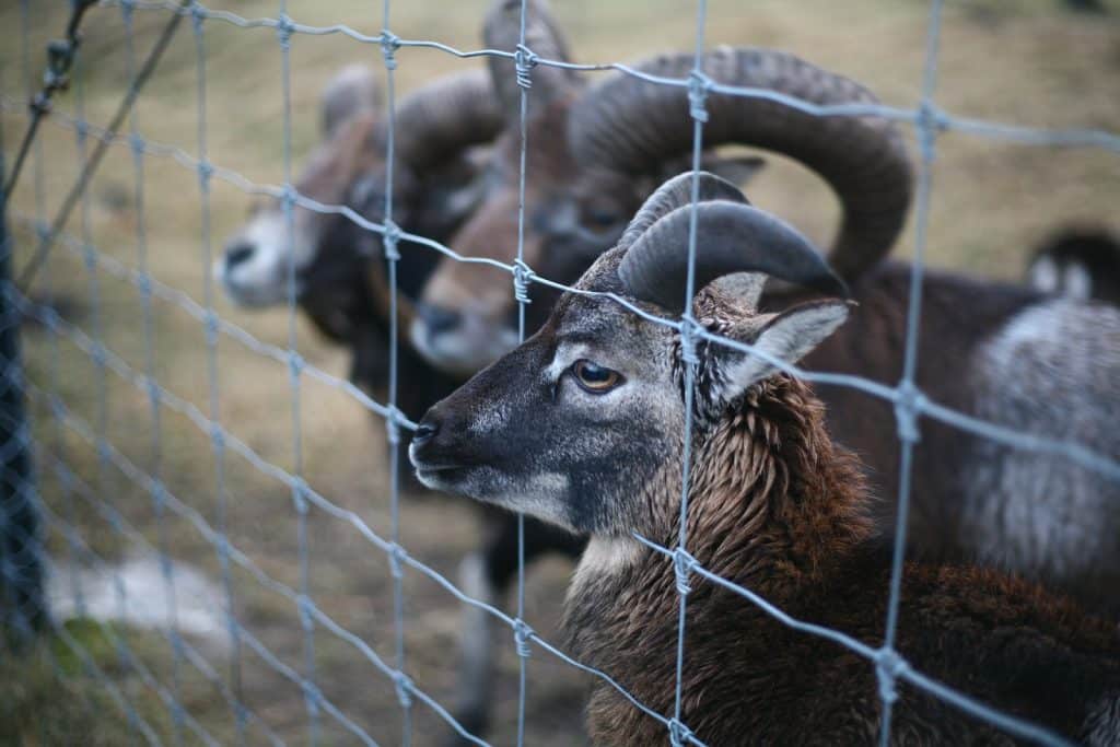 Brown Rams by The Fence