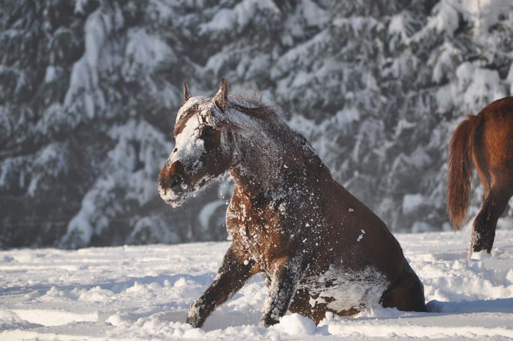 winter, snow, cold