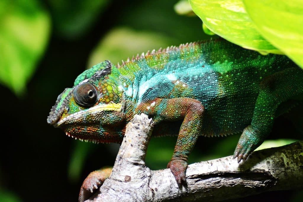 chameleon, reptile, animal