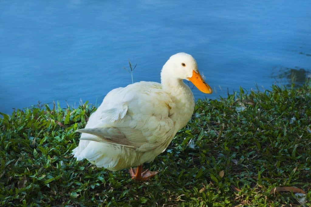 White Duck Near Water Close-up Photo