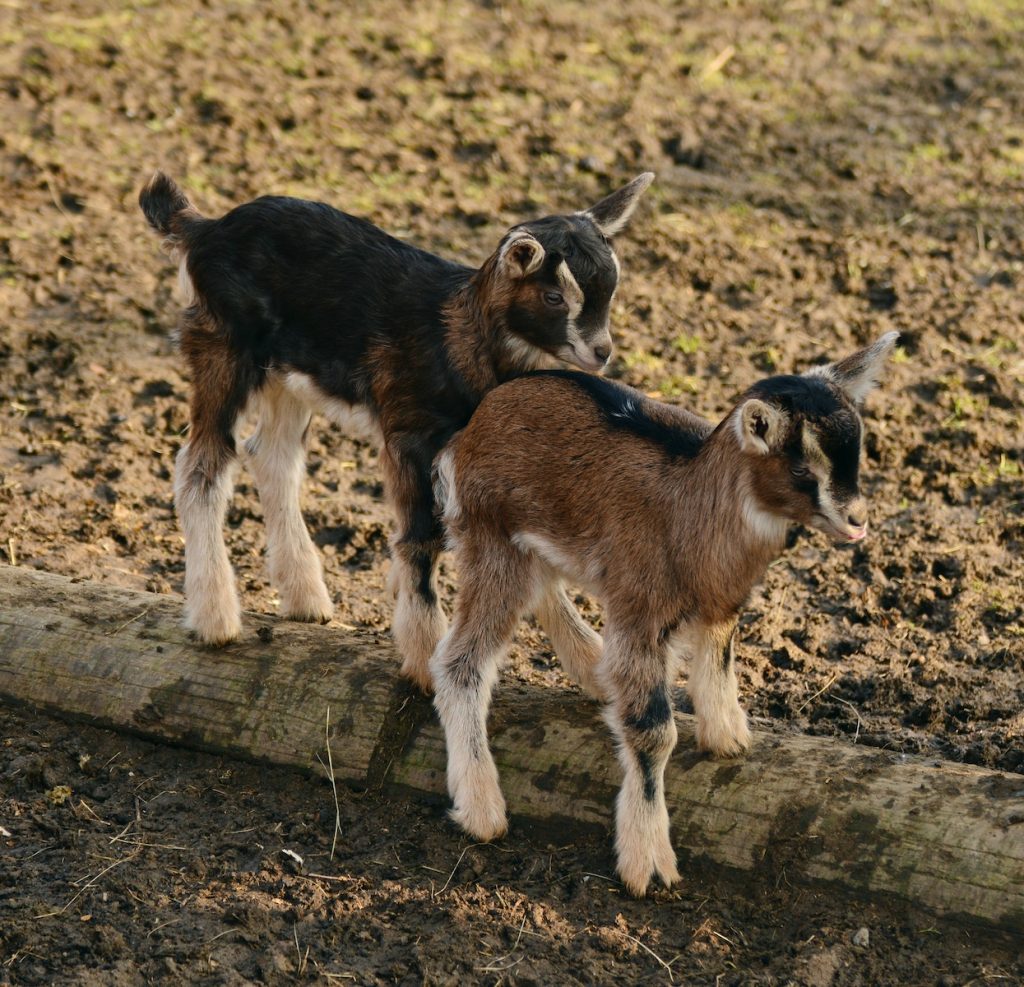 Full Length of a Goat