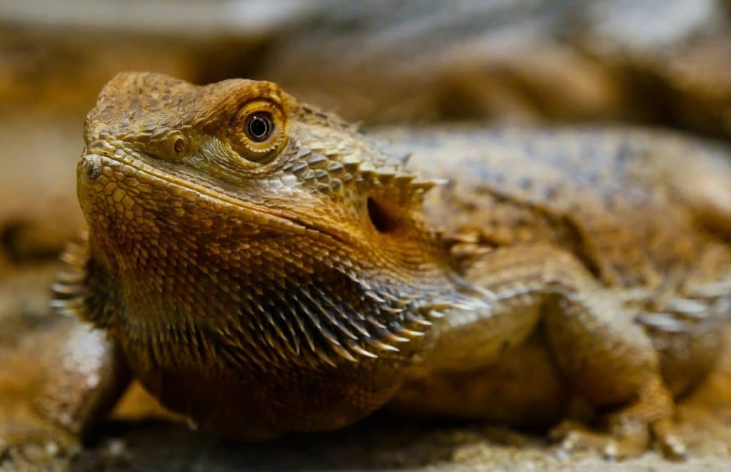 animal, lizard, agame