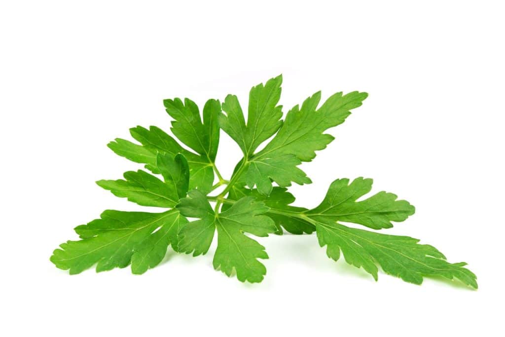 parsley leaves, leaf, parsley common