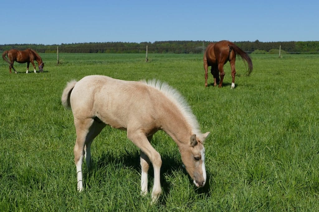 palomino foal, colt browsing, horses fox color