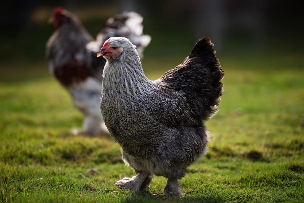 chicken, rooster, brahma