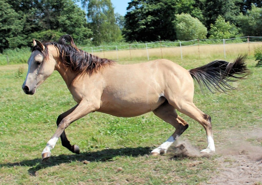 horse, ponny, foal