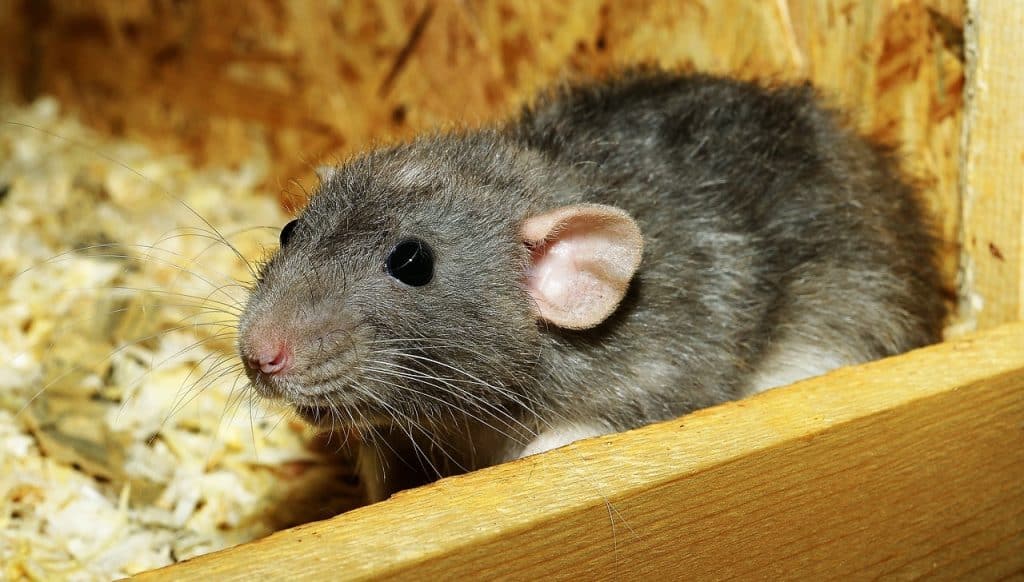 rat, female, color rat