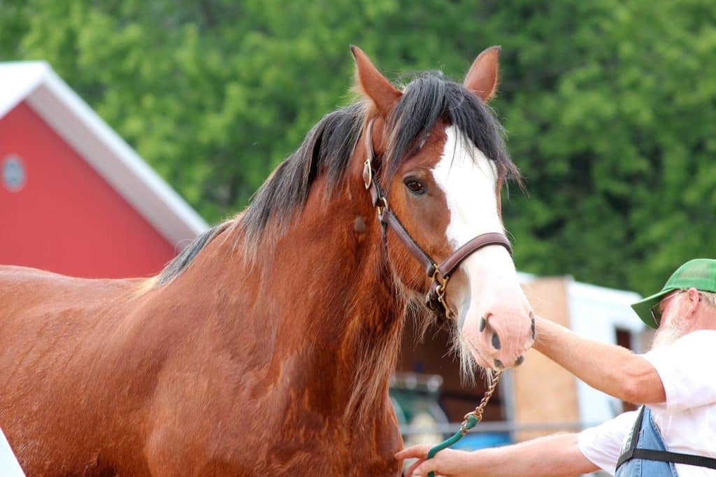 clydesdale, draft, horse