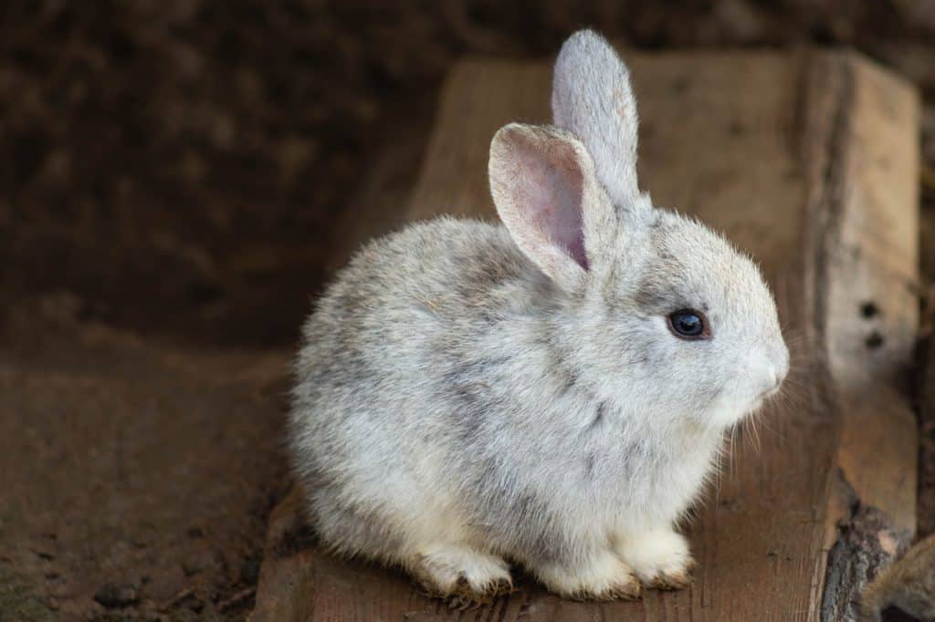 rabbit, animal, mammal