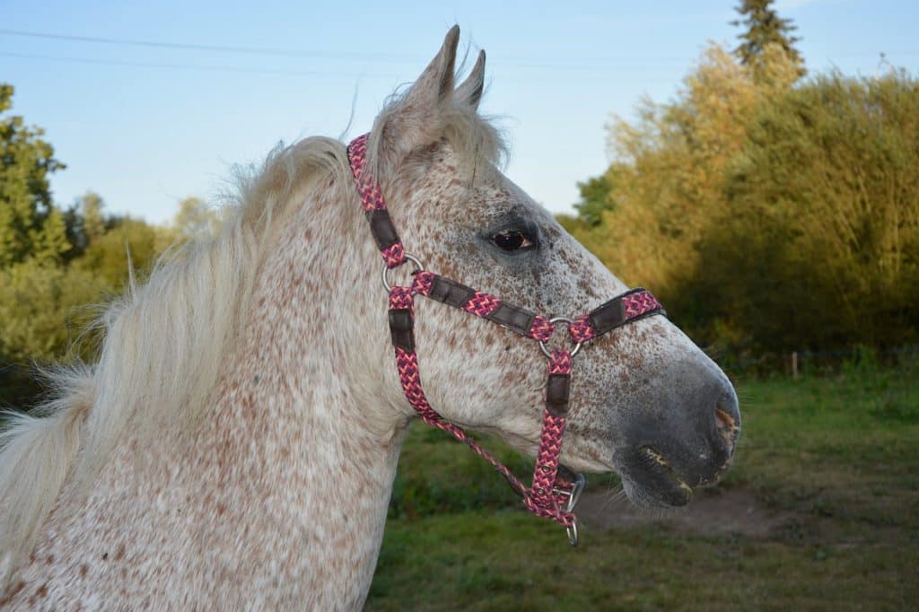 horse, mare, nature