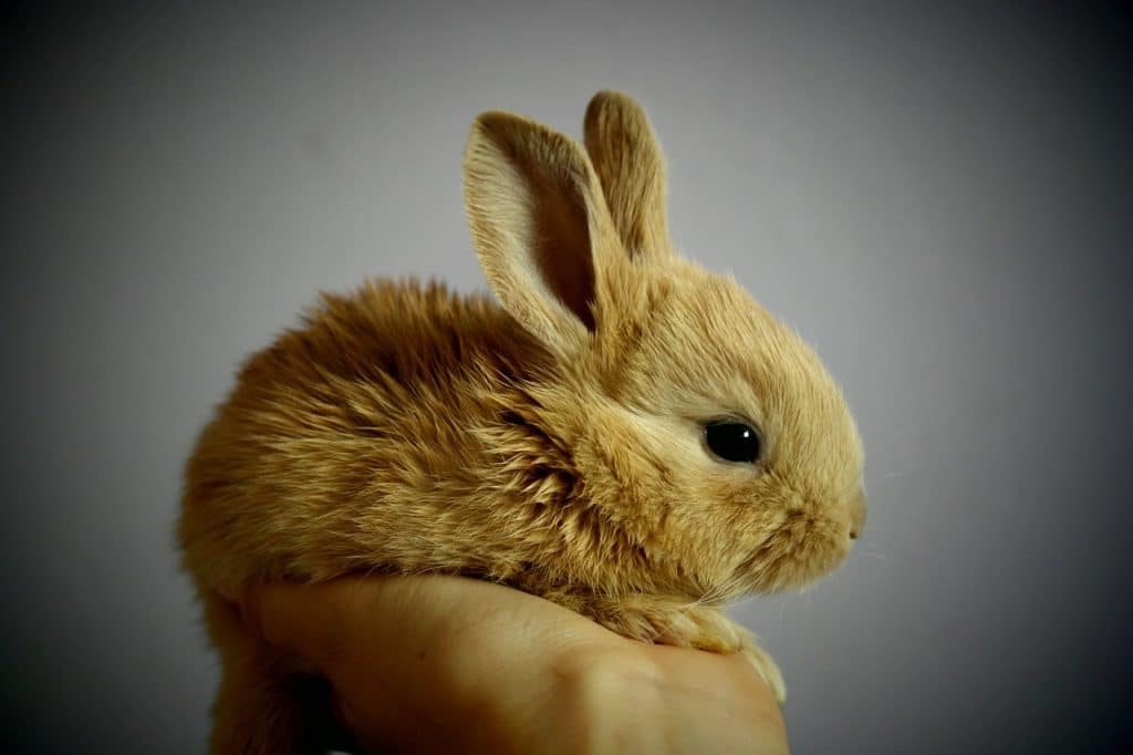 rabbit, bunny, pet