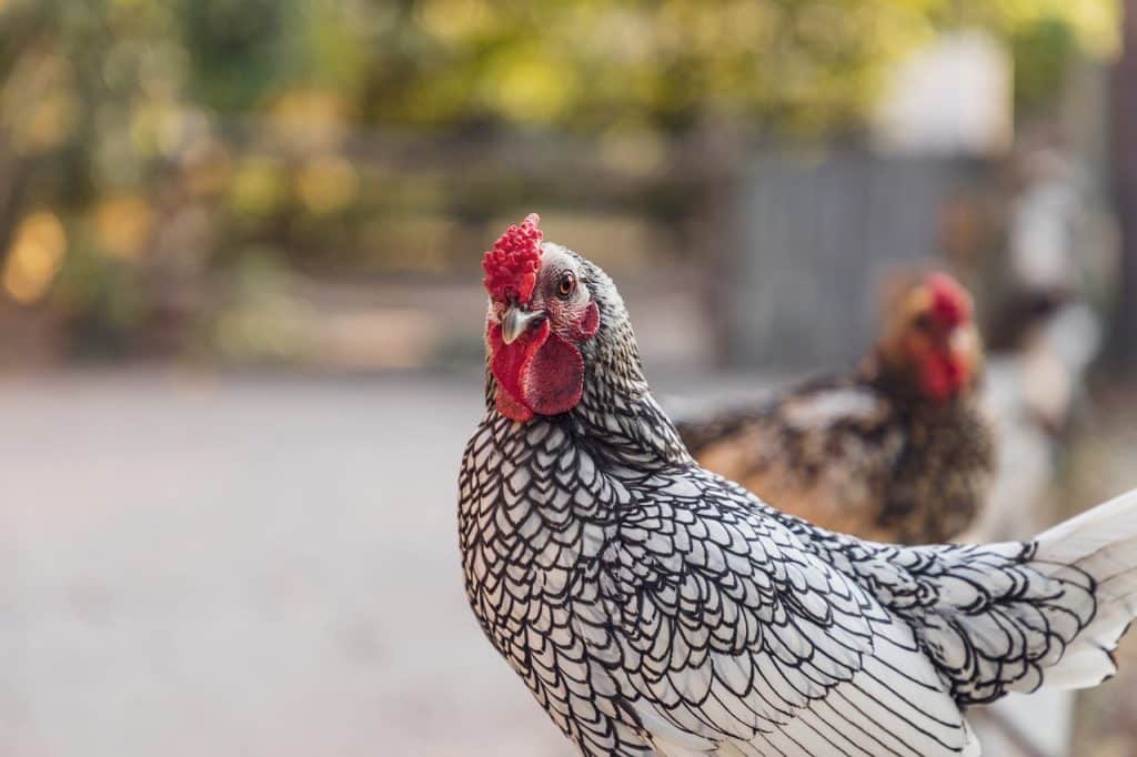 chicken, wyandotte, chickens