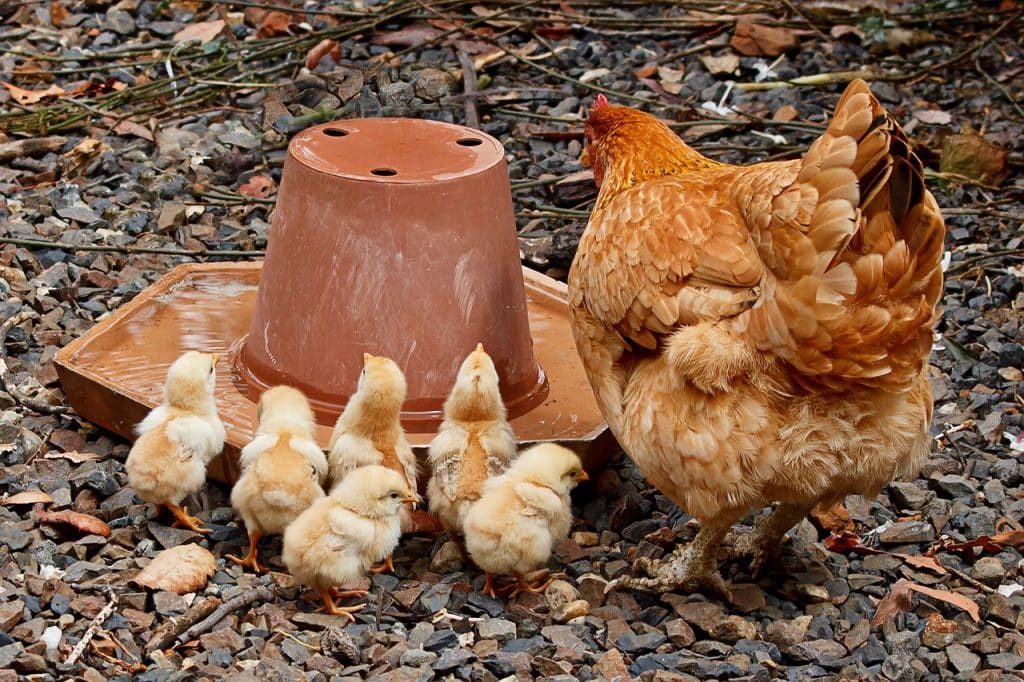 mother hen, mom, chicken