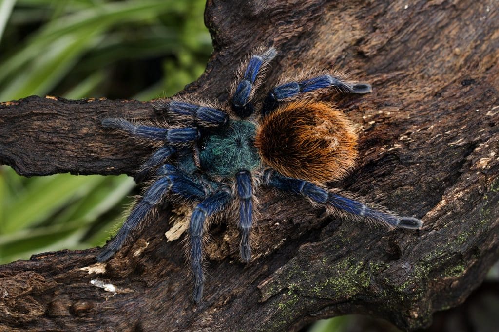 chromatopelma cyaneopubescens, green bottle blue, tarantula