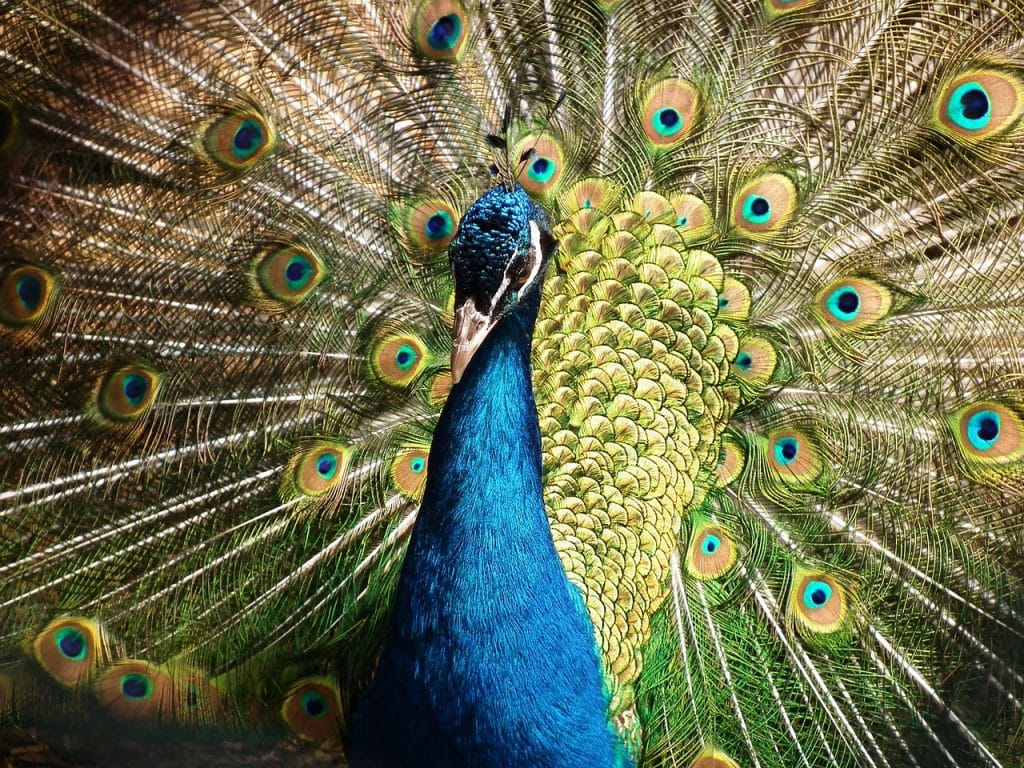 Five Important Things to Know About Peacocks As Pets - Pet Breeezy