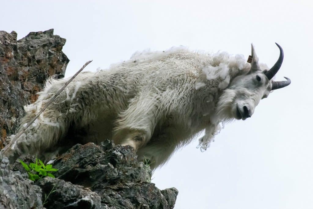 goat, mountains, mountain goat