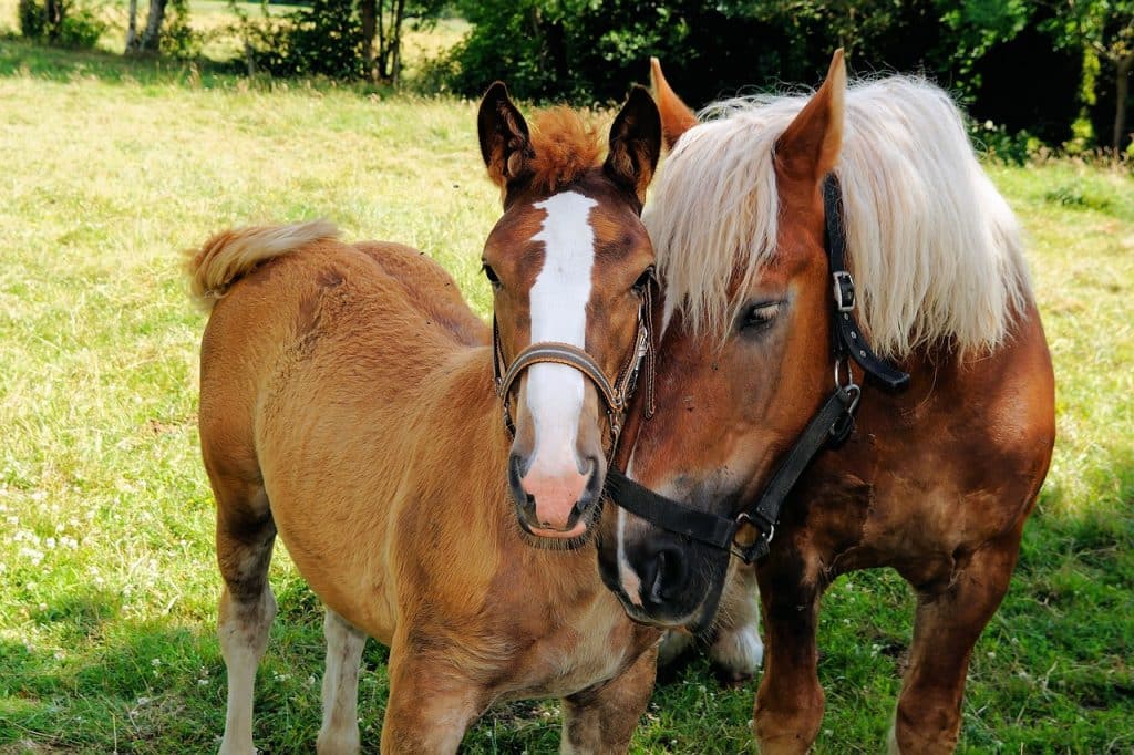 horses, black forest cold blood, intimacy