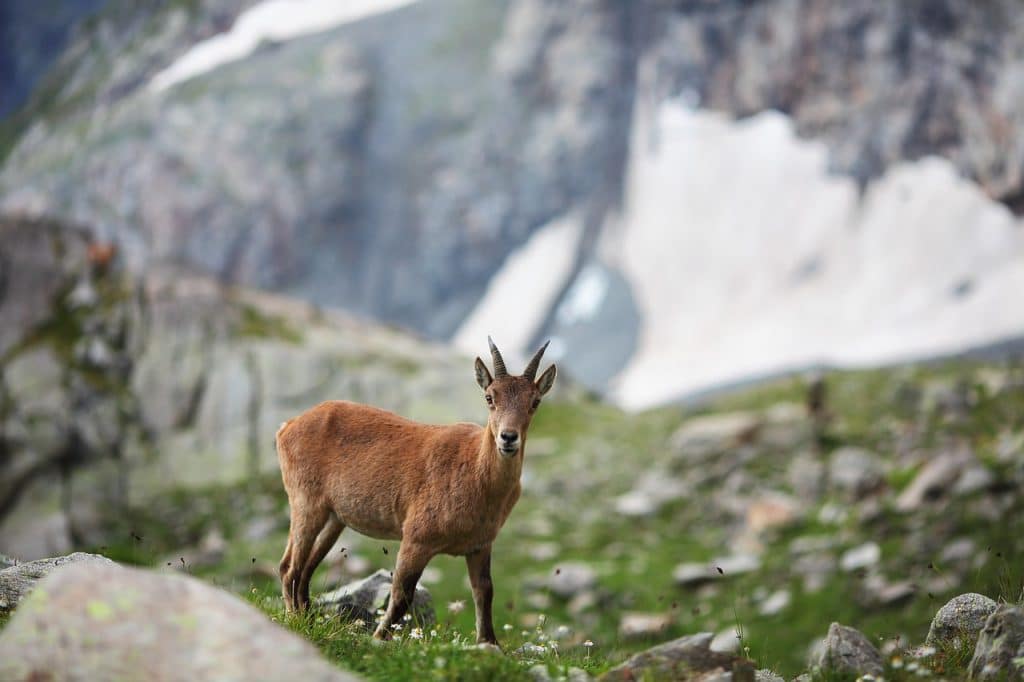 animal, mountain, goat