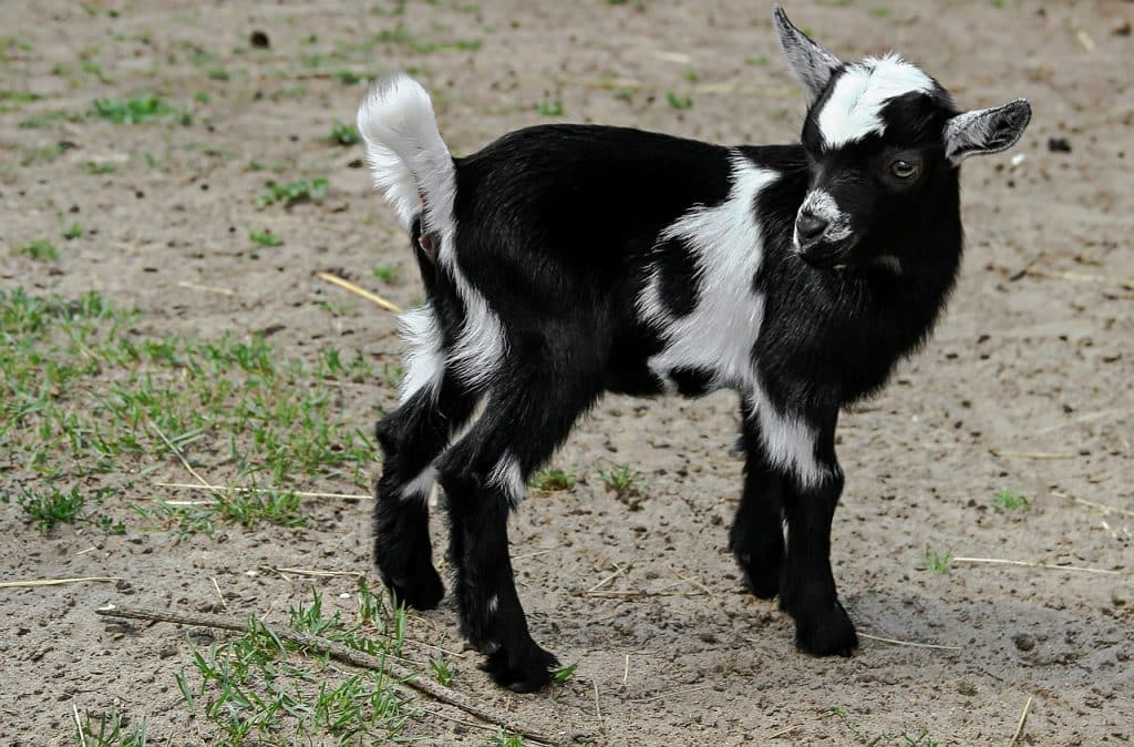 goat, horns, black