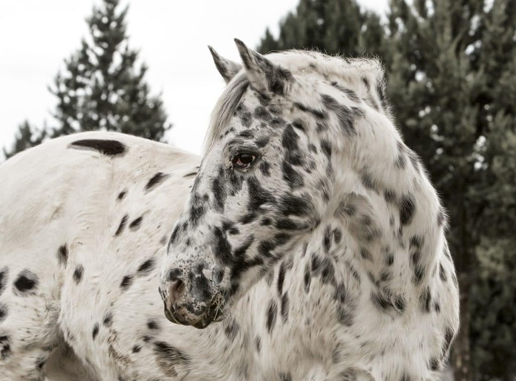 horse, appaloosa, farm