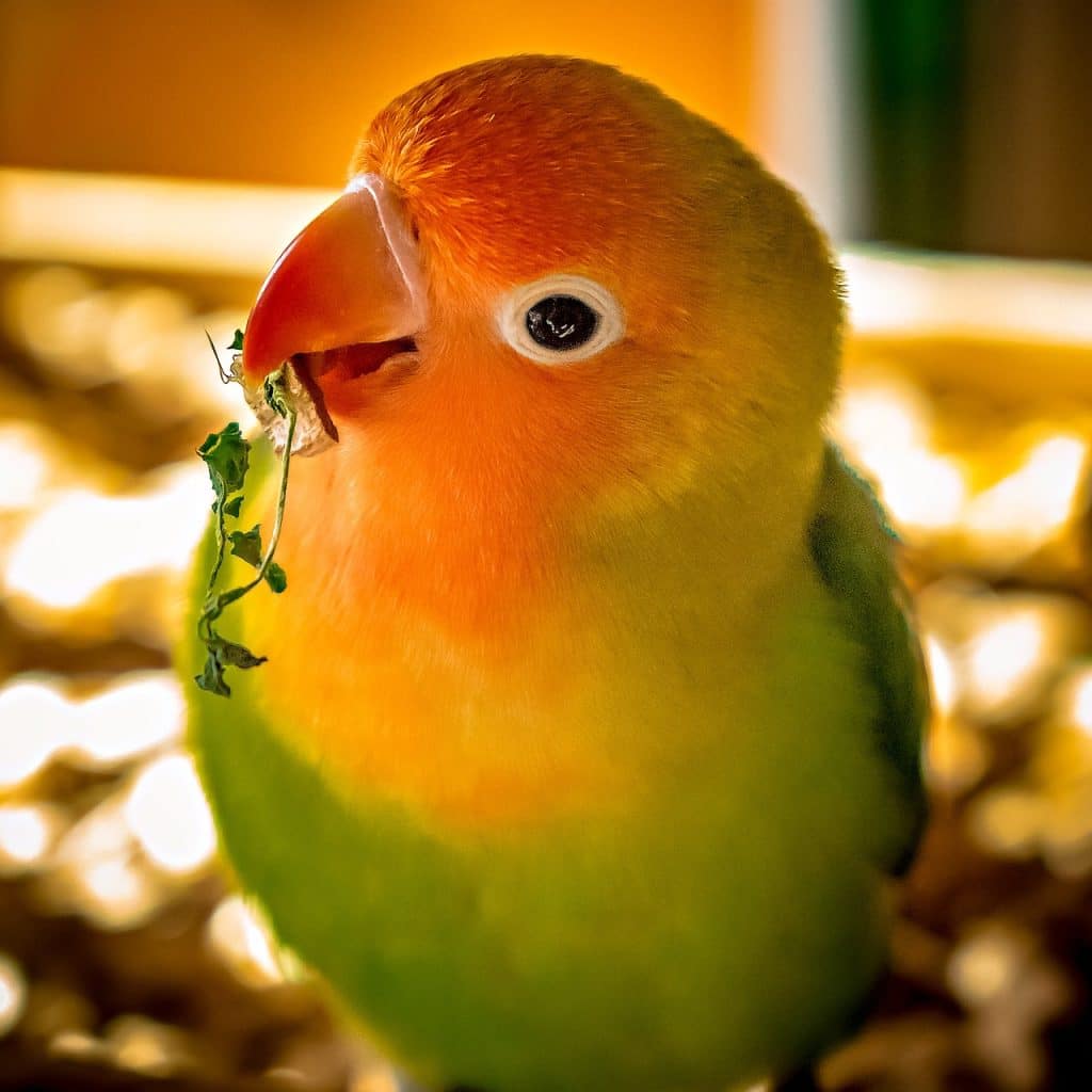 lovebirds, parrot, feathers