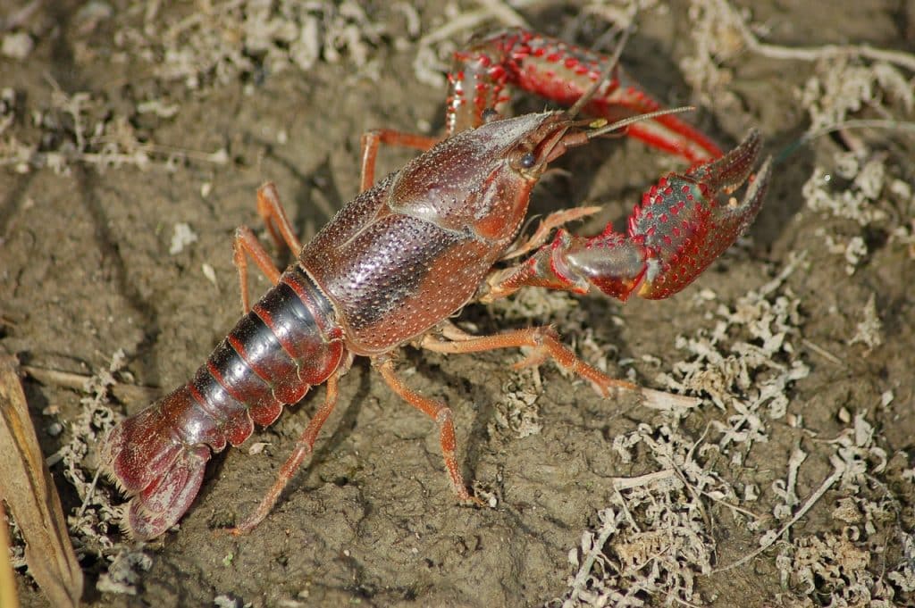 freshwater crayfish, shrimp killer, shrimp of louisiana
