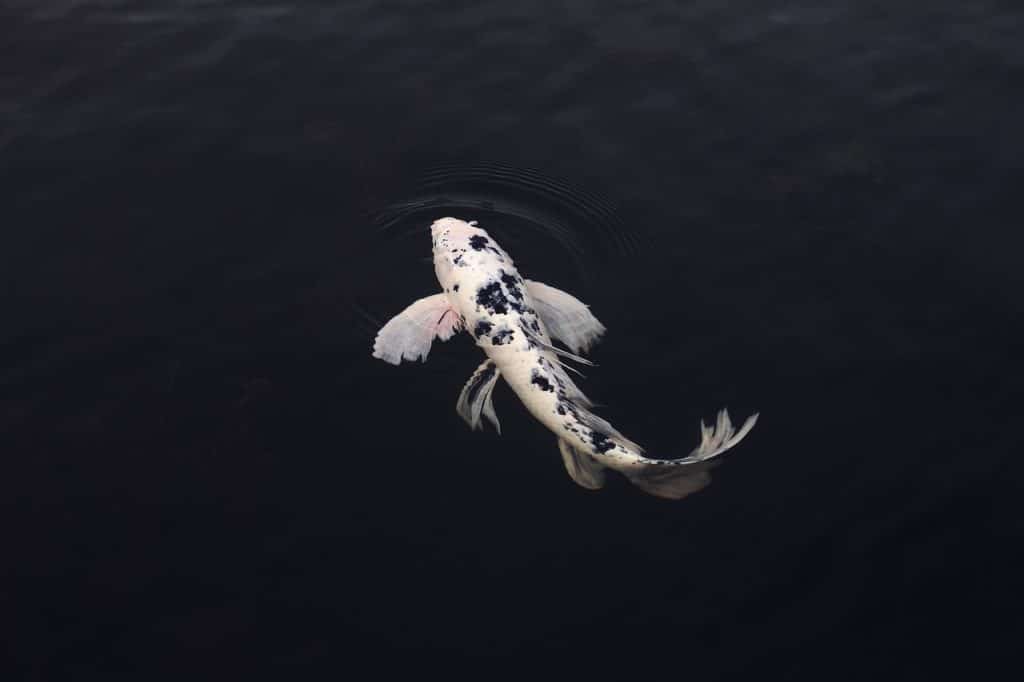 koi, fish, minimal