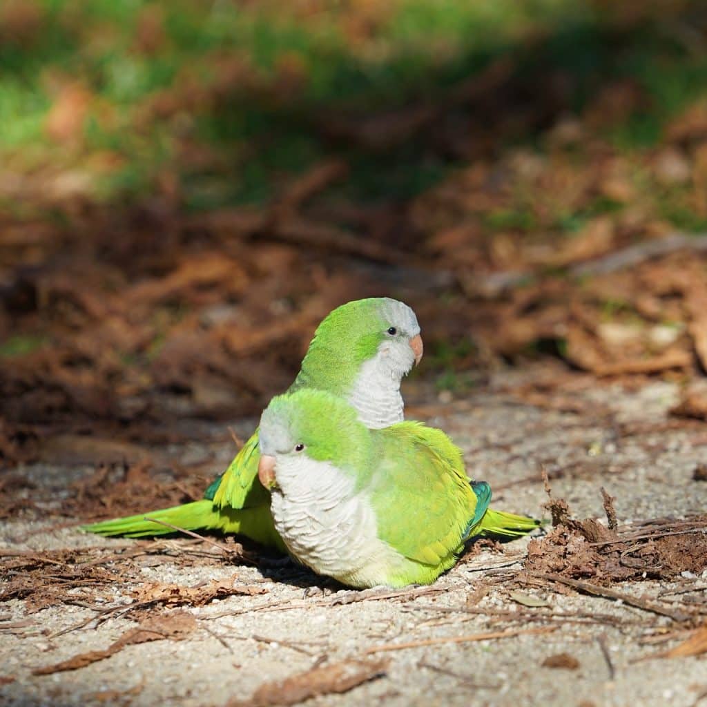 birds, love, green