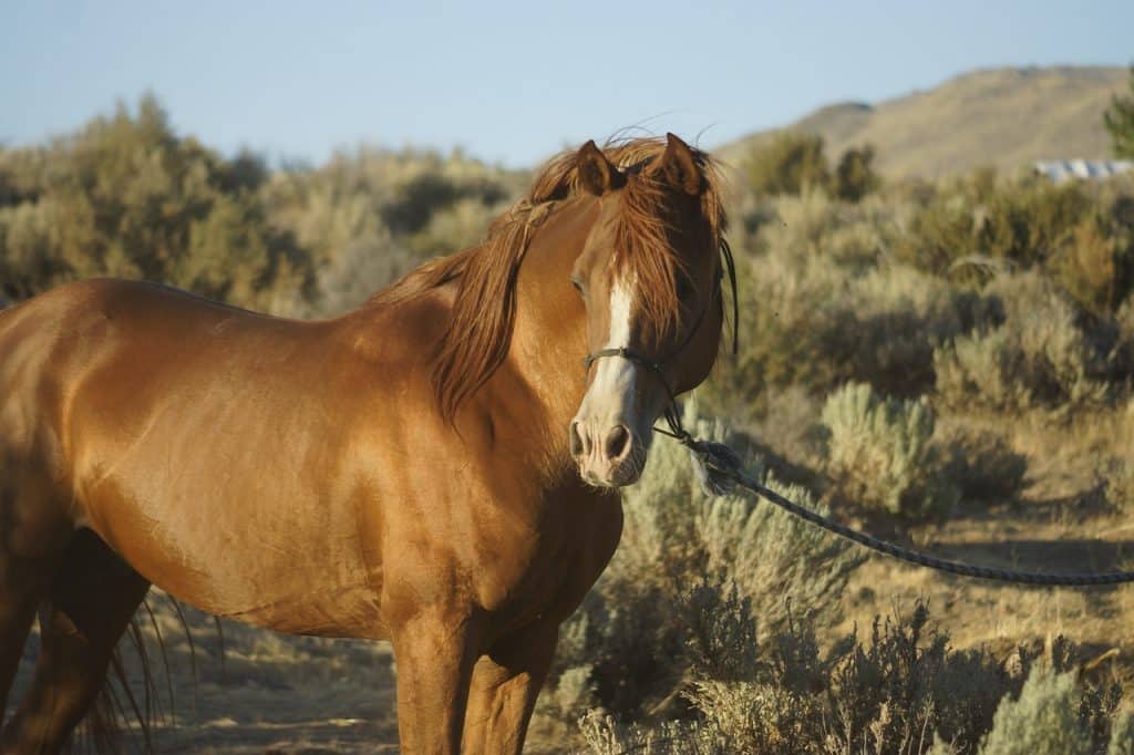 horse, stallion, chestnut