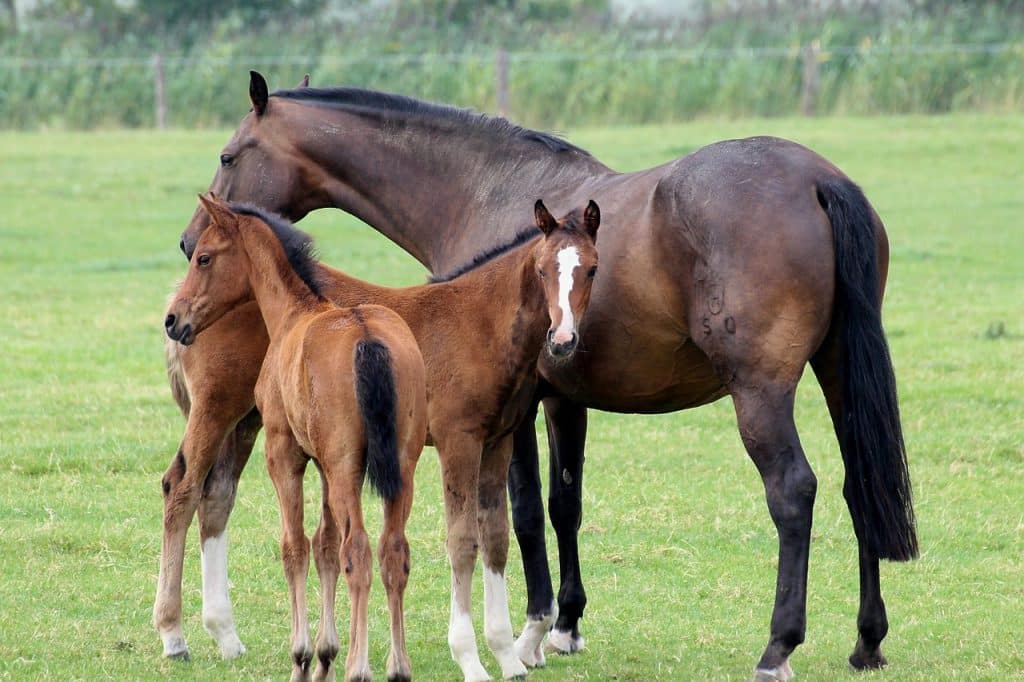 foal, horses, animal