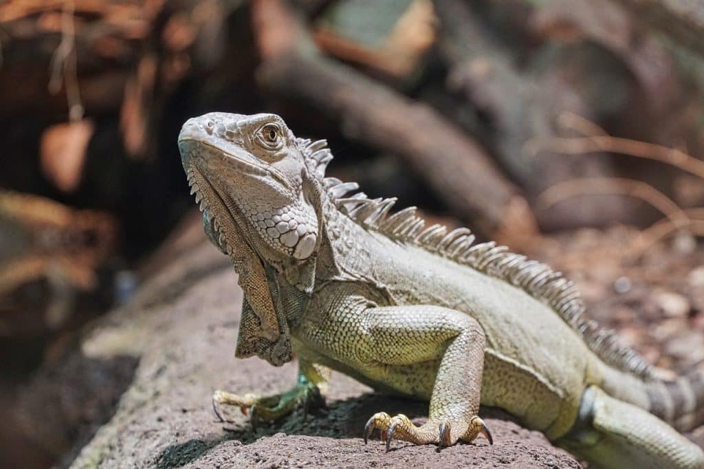 Can Bearded Dragons Consume Cauliflower? Here's What You Need to Know