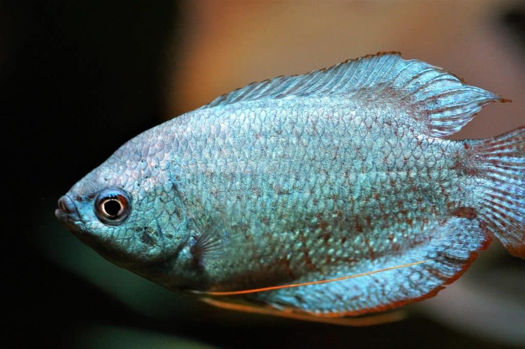 18 Gourami Fish Types Popular in 2023 - Pet Breeezy